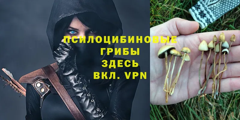 Псилоцибиновые грибы Psilocybe  Островной 